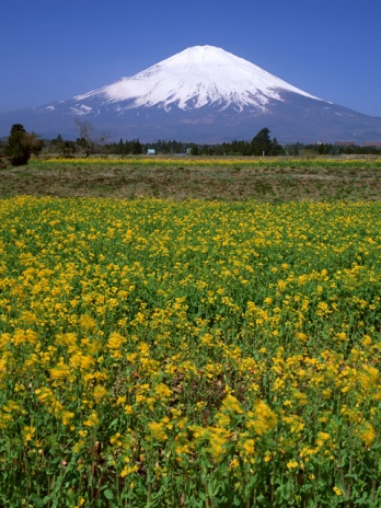 富士は日本一の山です